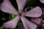 Sticky catchfly